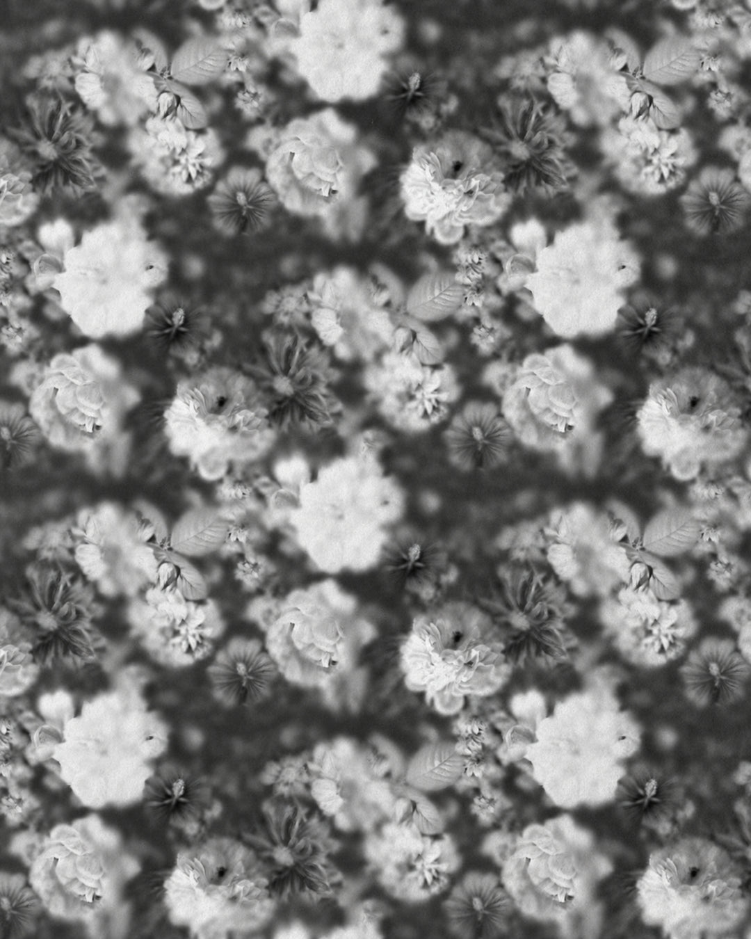 Devon&Devon Blossom tapet i sort & hvid fra Marcel Wanders-kollektionen