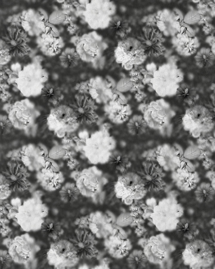 Devon&Devon Blossom tapet i sort & hvid fra Marcel Wanders-kollektionen